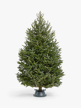 John Lewis & Partners Fraser Fir Real Christmas Tree
