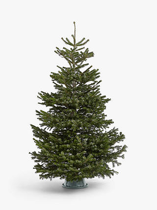 John Lewis Nordmann Fir Real Christmas Tree