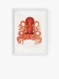 EAST END PRINTS Natural History Museum 'Octopus' Framed Print