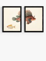 EAST END PRINTS Natural History Museum 'Fish' Framed Print, Set of 2