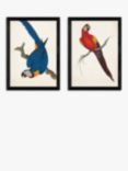 EAST END PRINTS Natural History Museum 'Parrots' Framed Print, Set of 2