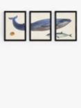 EAST END PRINTS Natural History Museum 'Whale' Framed Print, Set of 3