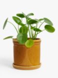 John Lewis Classic Glazed Stoneware Planter, Honey