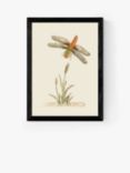 EAST END PRINTS Natural History Museum 'Dragonfly & Reeds' Framed Print