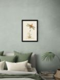 EAST END PRINTS Natural History Museum 'Dragonfly & Reeds' Framed Print