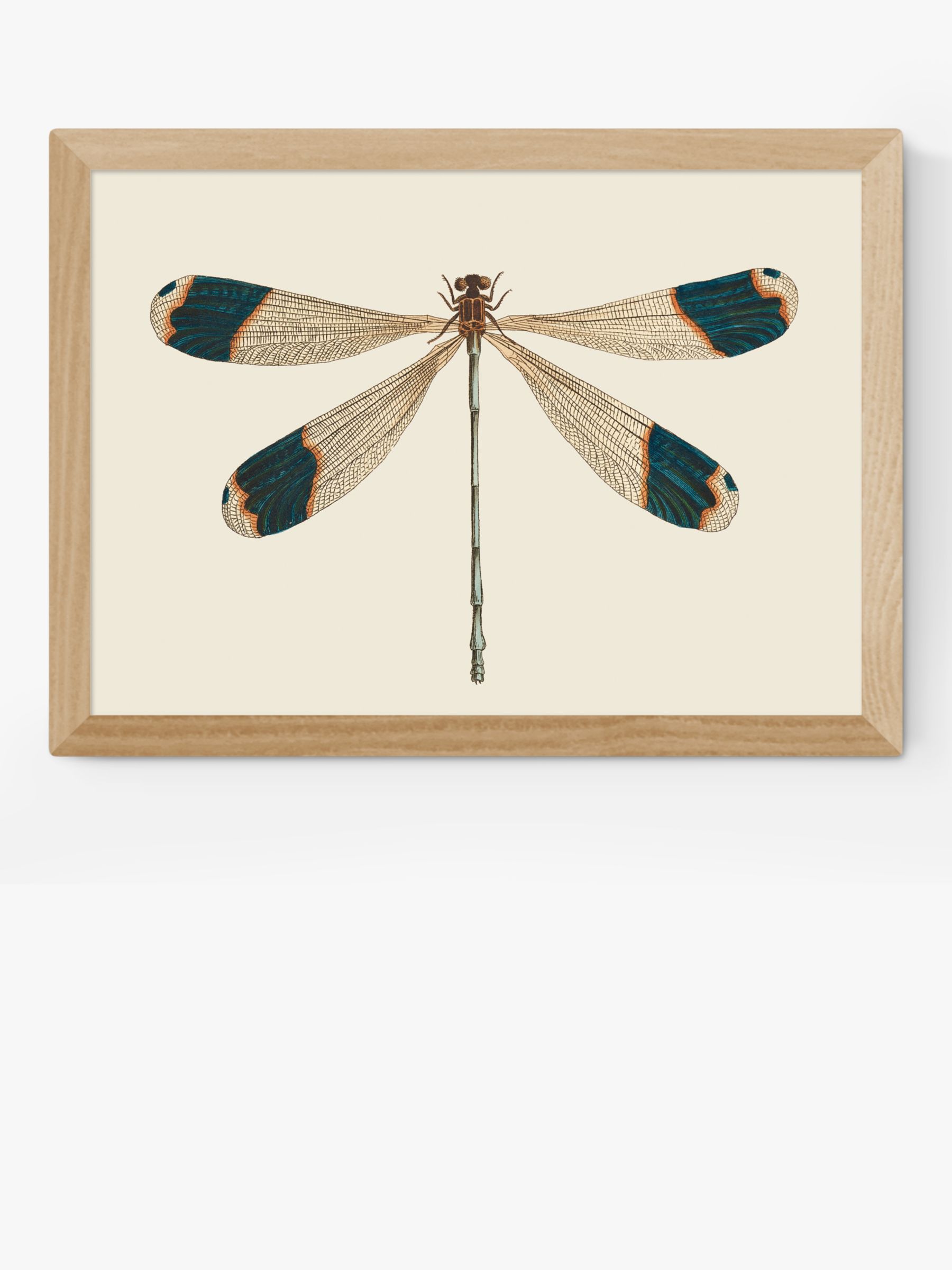 East End Prints Natural History Museum 'dragonfly' Framed Print, Oak Frame