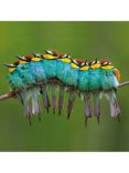 Woodmansterne Bee Eaters On Branch Greetings Card