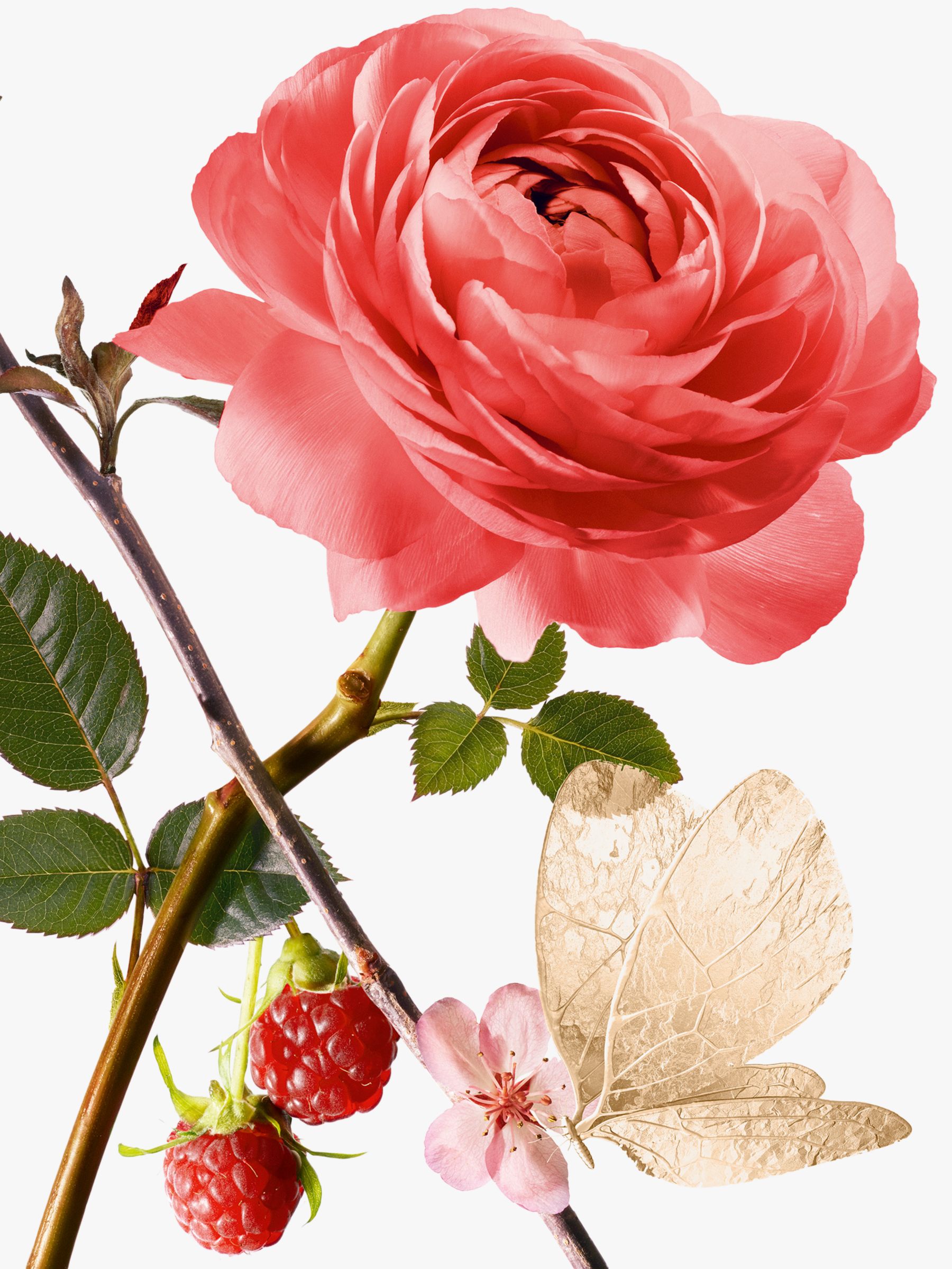 Goutal Rose Pompon Eau de Parfum, 50ml 3