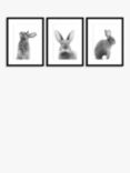 John Lewis Bunnies Photo Wall Art Gallery Set, Set of 3, 30 x 40cm