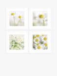 John Lewis Print Punk Studio 'Summer Daisies' Framed Print & Mount, Set of 4, 42 x 42cm, White/Yellow