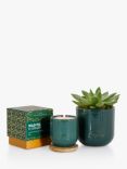 The Little Botanical Forever Green Candle Gift Set