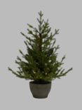 John Lewis Cotswold Potted Pre-lit Christmas Tree, 3ft