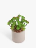 John Lewis Artificial Succulent & Concrete Pot