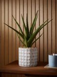 John Lewis Artificial Large Aloe Plant & Concrete Pot
