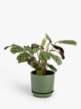 John Lewis Contemporary Glazed Stoneware Planter, 14.5cm