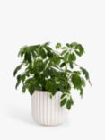 John Lewis Country Ribbed Earthenware Indoor Planter, 23cm, White