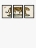 EAST END PRINTS Natural History Museum 'Jaguar' Framed Print, Set of 3