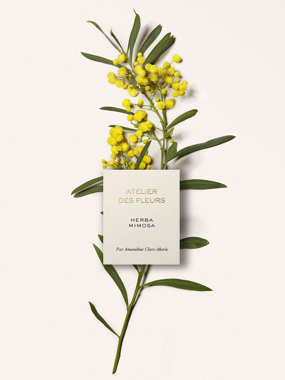 Chloé Atelier des Fleurs Herba Mimosa Eau de Parfum, 150ml 4