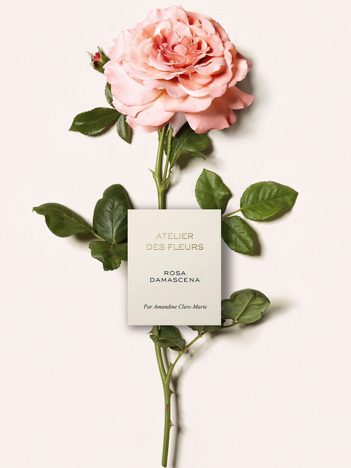 Chloé Atelier des Fleurs Rosa Damascena Eau de Parfum, 50ml 4