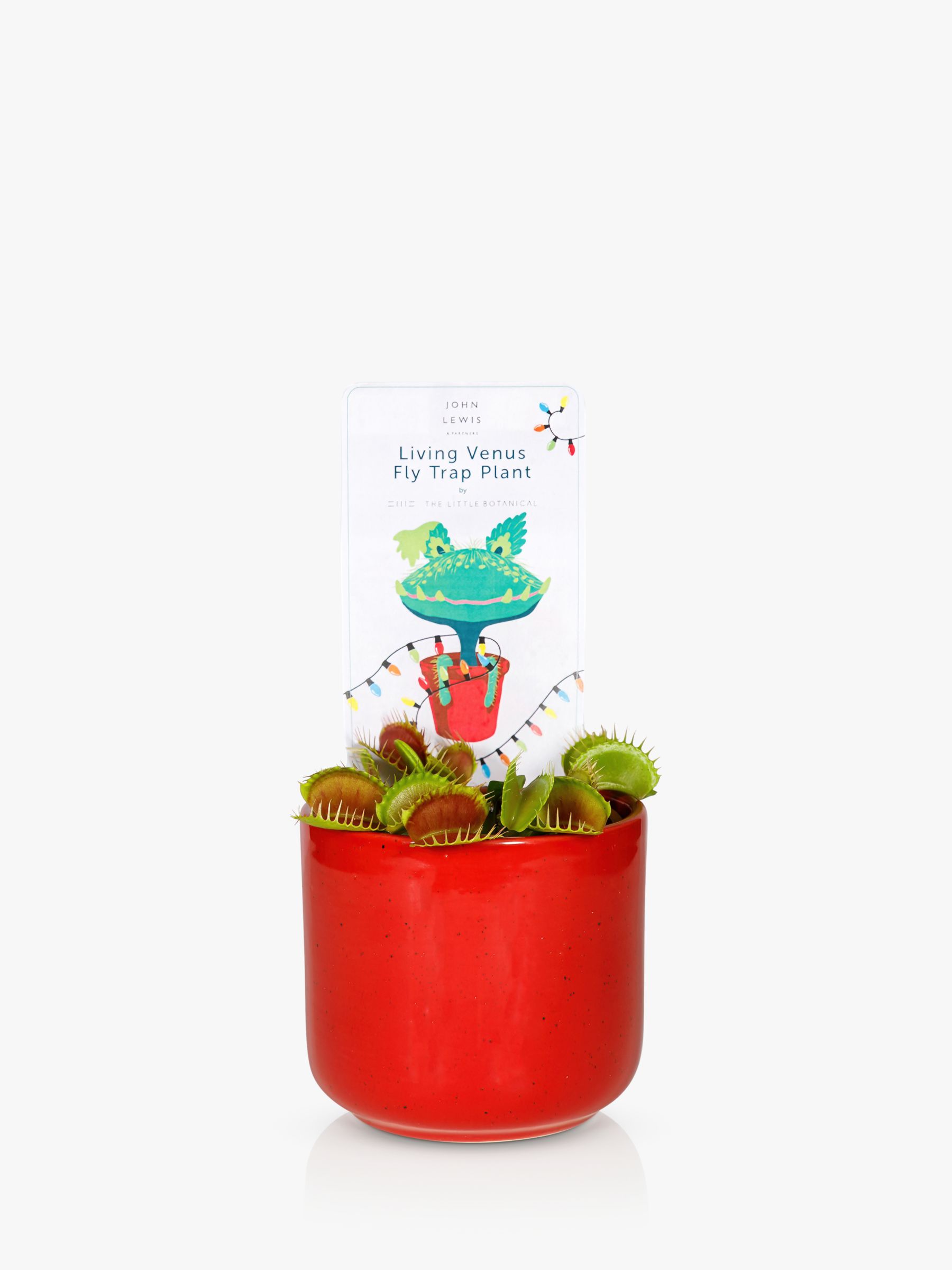 The Little Botanical John Lewis Christmas Advert 2023 Living Venus Fly Trap Plant & Ceramic Pot