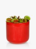 The Little Botanical John Lewis Christmas Advert 2023 Living Venus Fly Trap Plant & Ceramic Pot
