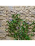 Ivyline Honeycomb Garden Wall Trellis, 84 x 62cm, Bronze