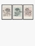 Mercedes Lopez Charro French Flowers Framed Poster Prints, Set of 3, 62 x 42cm, Multi