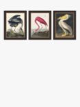 John James Audubon Birds Framed Print, Set of 3, 47 x 37cm, Multi