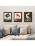 John James Audubon Birds Framed Print, Set of 3, 47 x 37cm, Multi