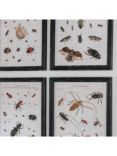 One.World Insect Wood Framed Print, Set of 4, 50 x 40cm, Black