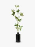 Truly Cow Parsley Ammi Single Stem