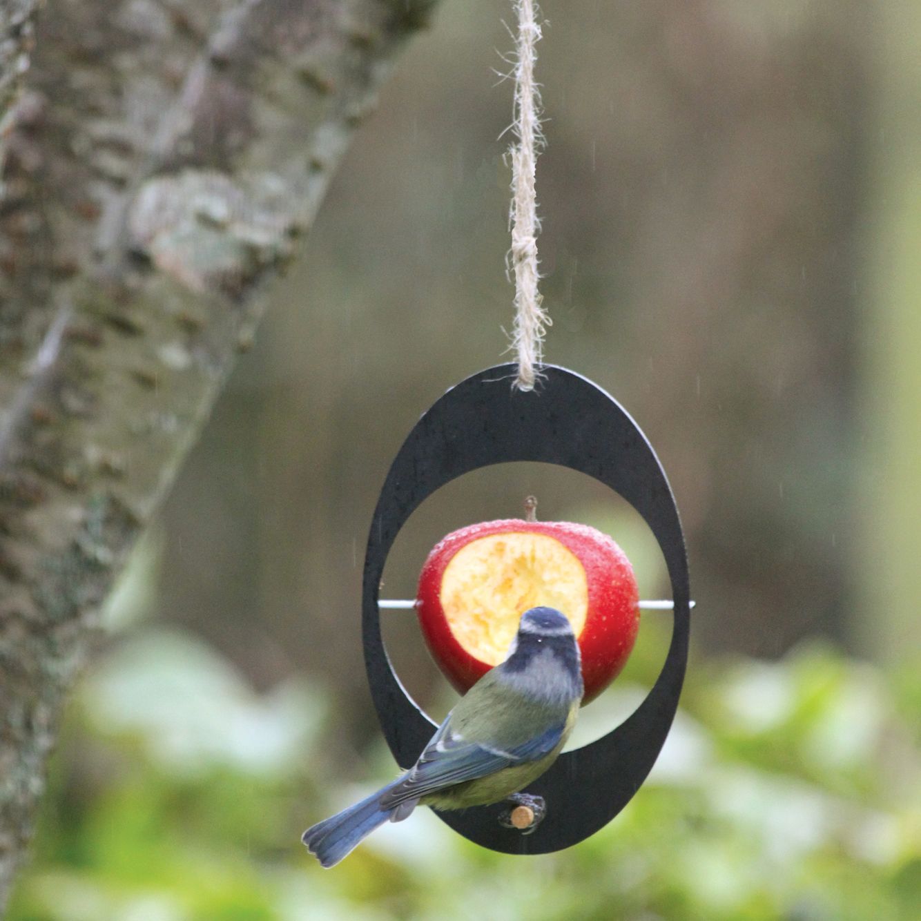 Ashortwalk Eco Apple Bird Feeder At John Lewis Partners