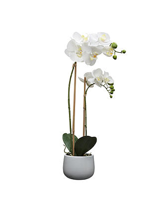 House by John Lewis Artificial Orchid, White, Large