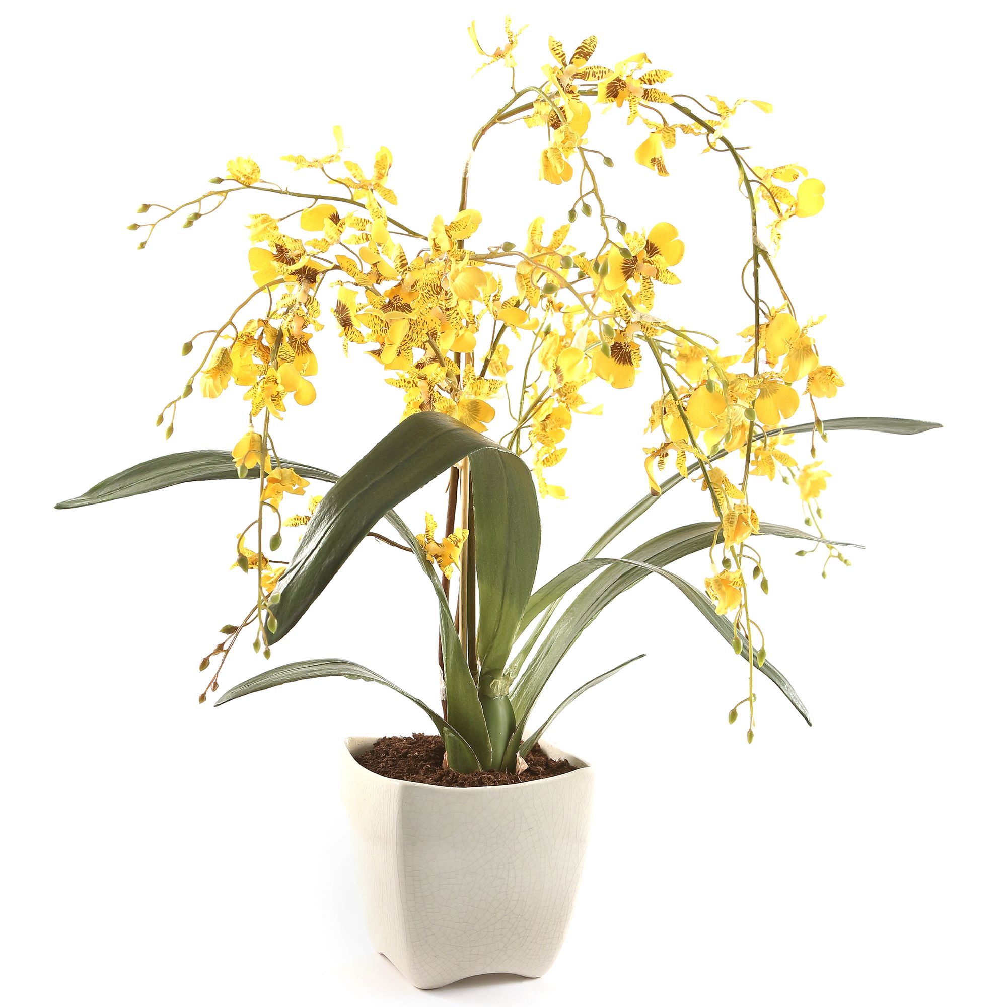 Peony Oncidium Orchid Yellow At John Lewis Partners