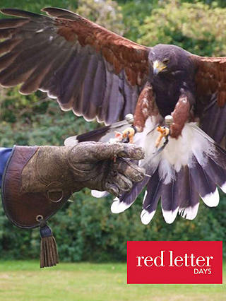 Red Letter Days Bird Of Prey Falconry Experience