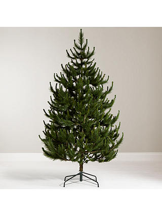 John Lewis & Partners Chamonix 7.5ft Scots Pine Christmas Tree