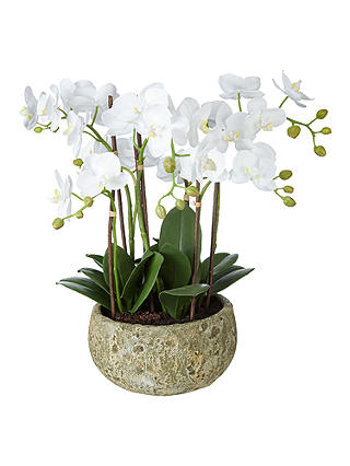 John Lewis & Partners Fusion White Artificial Orchid in Clay Pot, 47cm