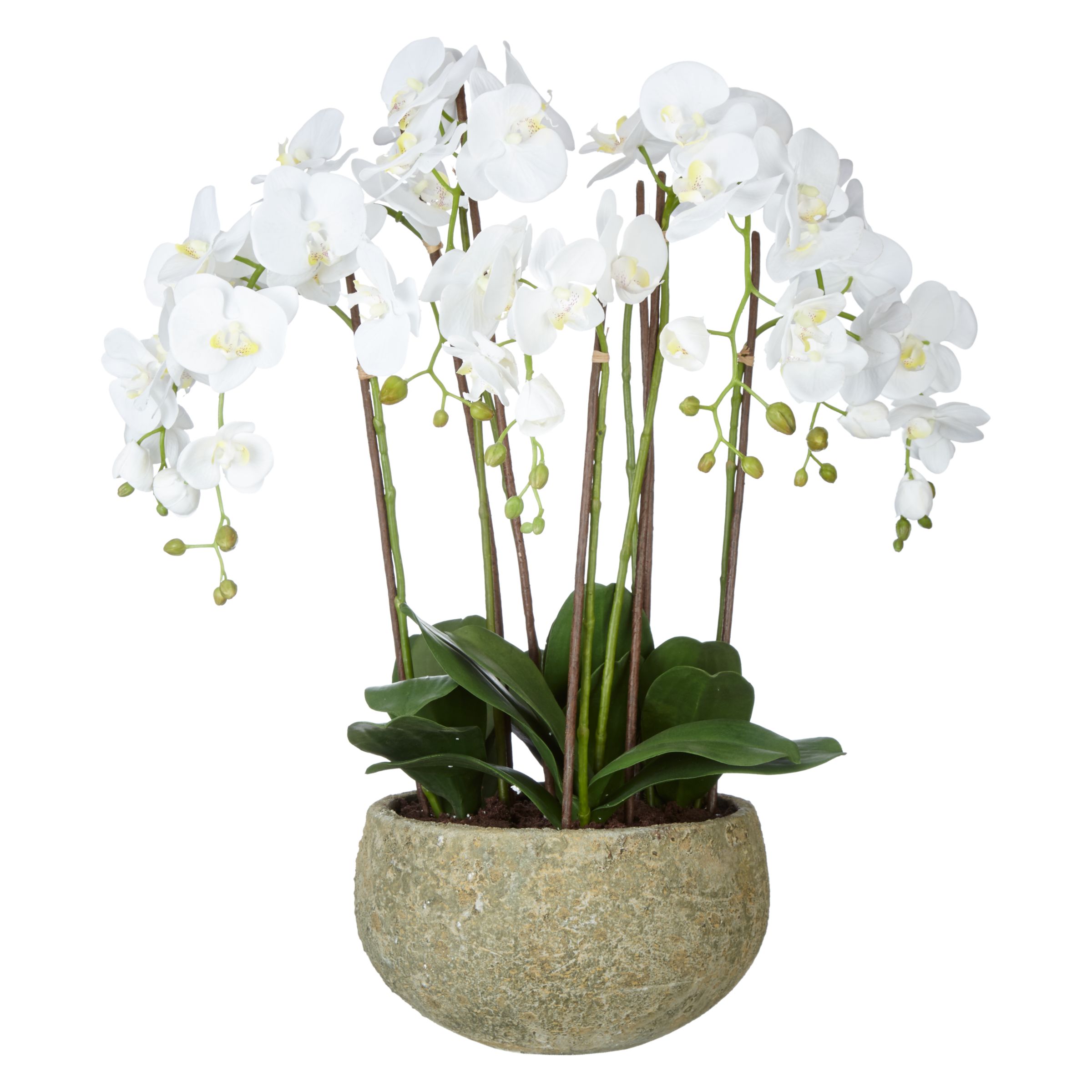John Lewis & Partners Fusion White Artificial Orchid in Clay Pot, 75cm