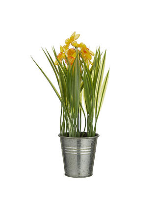 John Lewis & Partners Artificial Daffodils In Tin