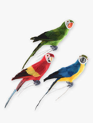 John Lewis & Partners Parrot, Assorted