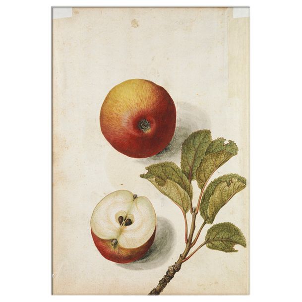 V&A - Apples Unframed Print Review