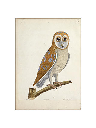 V&A - The White Owl Print, 30 x 40cm