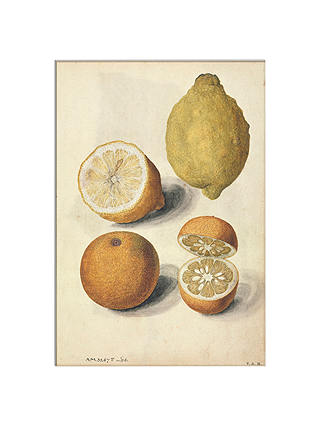 V&A - Lemons Unframed Print, 30 x 40cm
