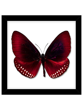 John Lewis & Partners Butterfly Paper Cut Framed Print, 32 x 32cm