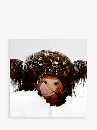 Darkroom Snow Cow and Donkey Christmas Cards, Pack of 16