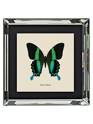 Brookpace, Entomology Collection - Papilio Blumei Framed Print, 46 x 46cm