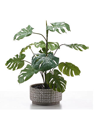 Peony Artificial Cheese Plant in Grey and White Pot