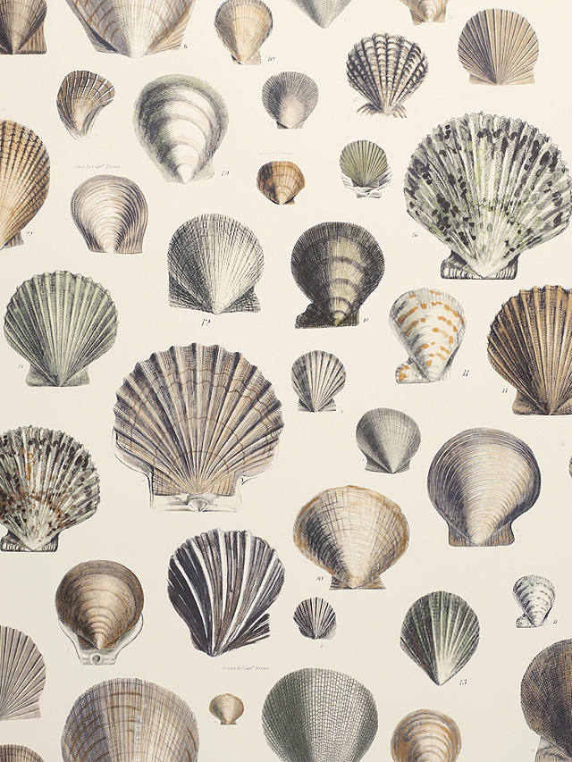 Designers Guild Captain Thomas Brown's Shells Wallpaper, PJD6000/02