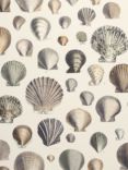 Designers Guild Captain Thomas Brown's Shells Wallpaper