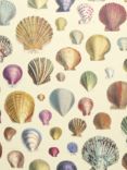 Designers Guild Captain Thomas Brown's Shells Wallpaper, PJD6000/01